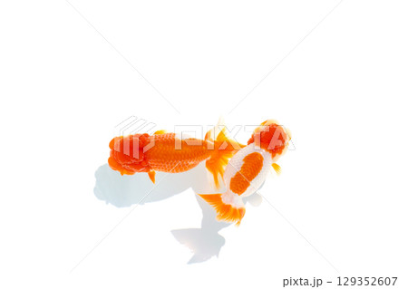 金魚 らんちゅう 金魚 らんちゅう 129352607