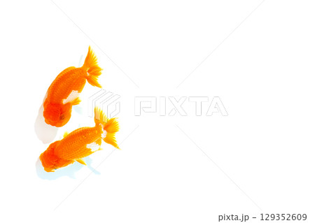 金魚 らんちゅう 金魚 らんちゅう 129352609