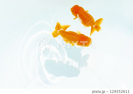 金魚　らんちゅう 129352611