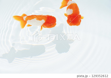 金魚　らんちゅう 129352612