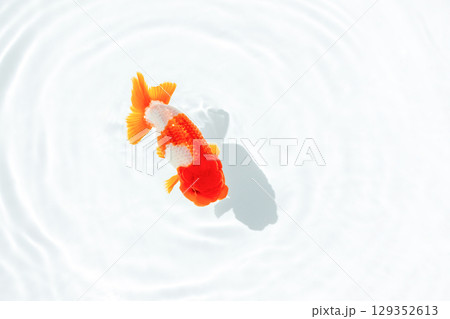金魚　らんちゅう 129352613