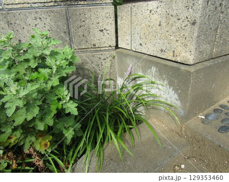 竜の髭の花 129353460