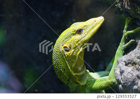 A bright green monitor lizard with a vibrant yellow head looks up and to the right, its textured scales catching the light. 129353527