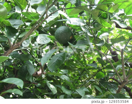 今年も沢山なったまだまだ未熟なカボスの実 129353584