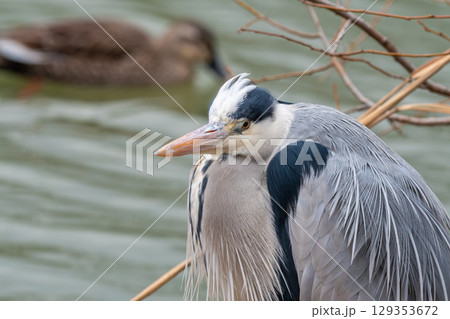 湖畔にたたずむアオサギ 湖畔にたたずむアオサギ 129353672