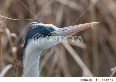 アオサギの鋭い横顔 アオサギの鋭い横顔 129353673