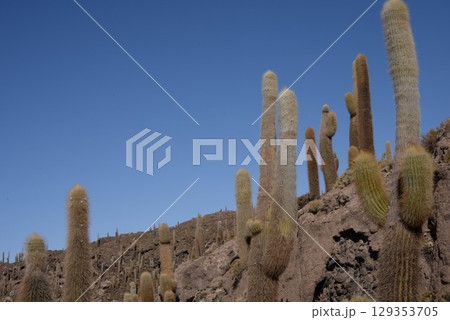 インカワシ島、サボテン18 129353705