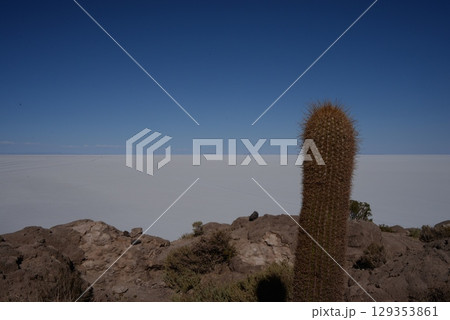 インカワシ島、サボテン3 129353861
