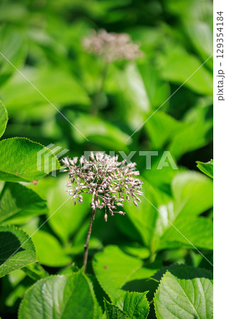 アジサイの枯れた花 アジサイの枯れた花 129354184