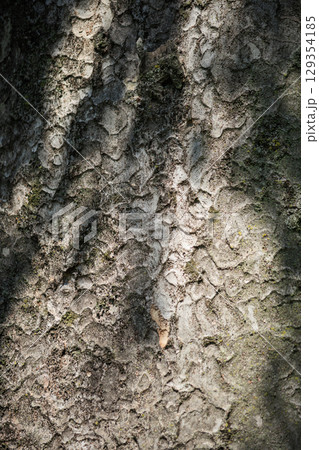 【イメージ】木の肌 【イメージ】木の肌 129354185