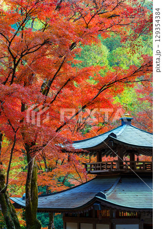 紅葉に包まれた愛宕念仏寺 紅葉に包まれた愛宕念仏寺 129354384