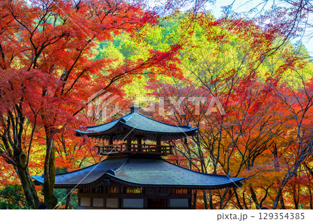 紅葉に包まれた愛宕念仏寺 129354385