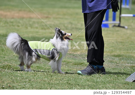 ドッグランで遊ぶ愛犬　シェルティ　（シェットランドシープドッグ） 129354497