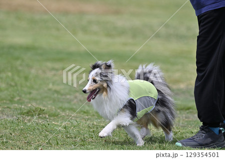ドッグランで遊ぶ愛犬　シェルティ　（シェットランドシープドッグ） 129354501