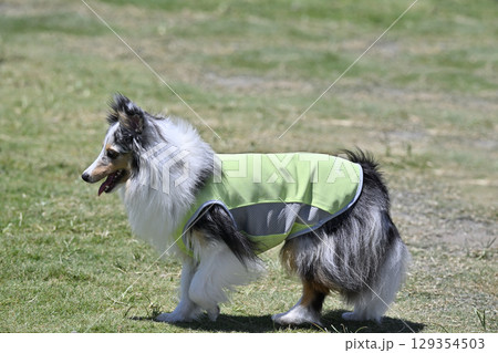 ドッグランで遊ぶ愛犬　シェルティ　（シェットランドシープドッグ） 129354503