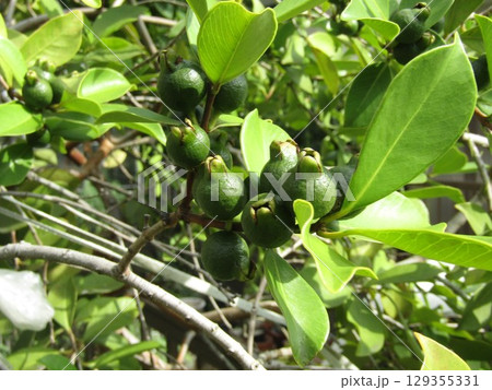 まだまだ未熟なグァバの濃い緑色の実 まだまだ未熟なグァバの濃い緑色の実 129355331