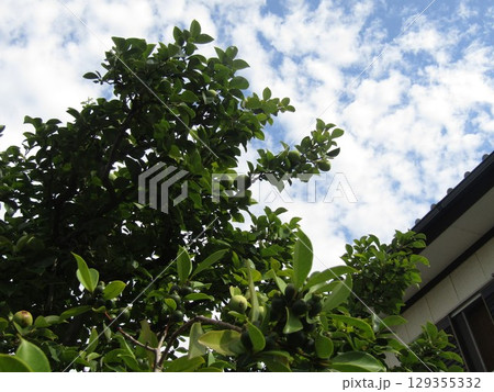 秋には黄色く色付くカリンの実 秋には黄色く色付くカリンの実 129355332