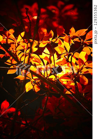 太陽が差し込む木々 太陽が差し込む木々 129355362