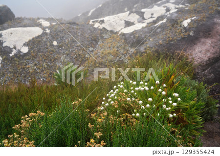 Local flora - grass and small bushes with white flowers, most of it endemic to Madagascar growing in Andringitra National Park as seen during trek to peak Boby 129355424