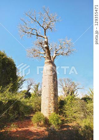 Forest with small baobab and octopus trees, bushes and grass growing on red dusty ground 129355471