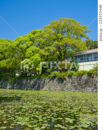 神奈川_小田原城南曲輪と濠の風景 神奈川_小田原城南曲輪と濠の風景 129355486