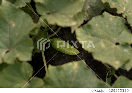 Small Cucumber Growing Amongst Lush Green Leaves on Dark Soil, Garden Produce, Natural Texture, Close-Up Photography, Vibrant Summer Colors Small Cucumber Growing Amongst Lush Green Leaves on Dark Soil, Garden Produce, Natural Texture, Close-Up Photography, Vibrant Summer Colors 129355539