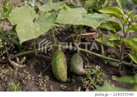 Lush Cucumber Patch with Young Cucumbers Growing on the Vine, Close-Up in Earthy Green Tones with Detailed Foliage Lush Cucumber Patch with Young Cucumbers Growing on the Vine, Close-Up in Earthy Green Tones with Detailed Foliage 129355540