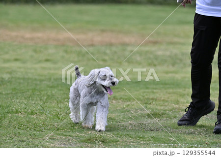 ドッグランで遊ぶミニシュナ　（ミニチュアシュナウザー） 129355544
