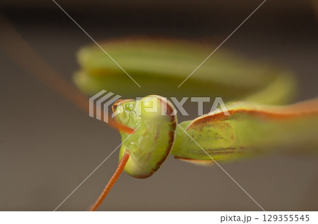 Close-Up Portrait of a Green Praying Mantis's Head, Orange Antennae, Macro Photography, Insect Beauty, Detailed Textures, Predatory Focus, Earth Tones 129355545