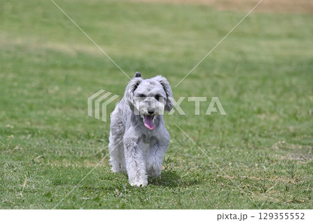 ドッグランで遊ぶミニシュナ　（ミニチュアシュナウザー） 129355552