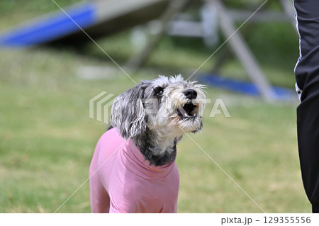 ドッグランで遊ぶミニシュナ (ミニチュアシュナウザー) ドッグランで遊ぶミニシュナ (ミニチュアシュナウザー) 129355556