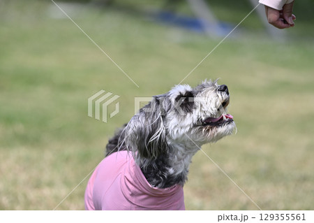 ドッグランで遊ぶミニシュナ　（ミニチュアシュナウザー） 129355561