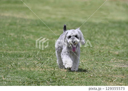 ドッグランで遊ぶミニシュナ　（ミニチュアシュナウザー） 129355573