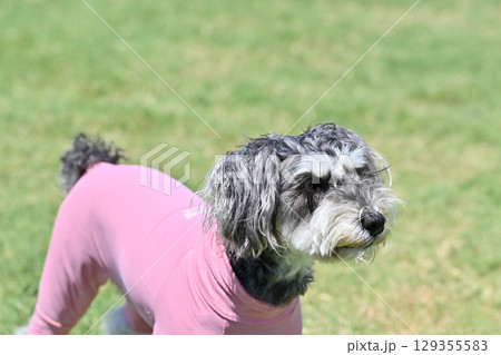 ドッグランで遊ぶミニシュナ (ミニチュアシュナウザー) ドッグランで遊ぶミニシュナ (ミニチュアシュナウザー) 129355583