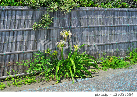 ハマユウの白い花（夏、六月） 129355584