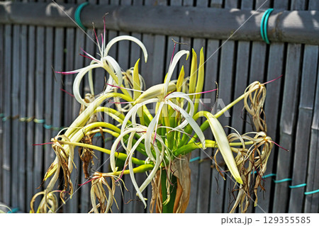 ハマユウの白い花（夏、六月） 129355585