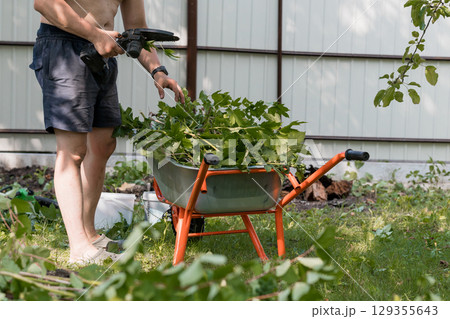 Bare-chested Man Using Hedge Trimmer to Prune Bushes into Orange Wheelbarrow in Lush Garden Landscape 129355643