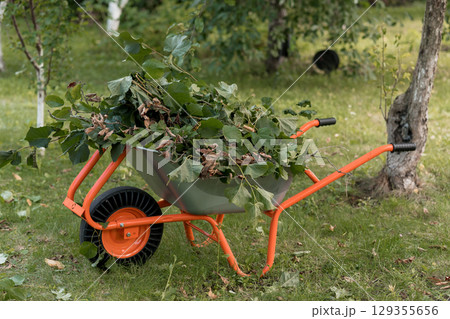 Orange Wheelbarrow Filled with Green Yard Waste in a Lush Garden: Autumn Cleanup, Outdoor Work, Lawn Maintenance, Bright Colors, Realistic Style. Orange Wheelbarrow Filled with Green Yard Waste in a Lush Garden: Autumn Cleanup, Outdoor Work, Lawn Maintenance, Bright Colors, Realistic Style. 129355656