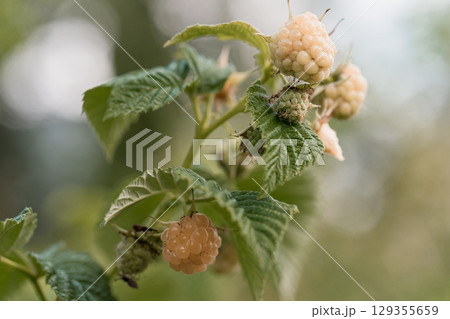 Golden Raspberry Development on Branch, Unripe Fruit Closeup, Green Leaves, Natural Light, Agricultural, Garden, Summer, Selective Focus, Texture. 129355659