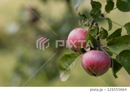 Ripe Red Apples on Branch, Orchard Scene, Sunlight, Autumn Harvest, Fresh Fruit, Healthy Food, Blurred Background, Rural Lifestyle. Ripe Red Apples on Branch, Orchard Scene, Sunlight, Autumn Harvest, Fresh Fruit, Healthy Food, Blurred Background, Rural Lifestyle. 129355664