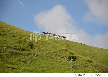 宮崎県都井岬に生息する野生の馬　御崎馬 129355757
