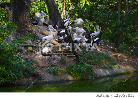 A flock of Australian pelicans rests on a small, grassy island next to a tranquil pond, surrounded by lush green foliage. 129355813