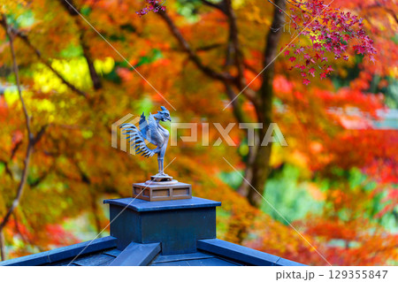 京都　愛宕念仏寺の秋 129355847