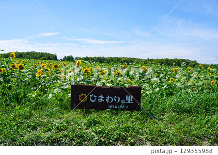 北竜ひまわりの里 129355988