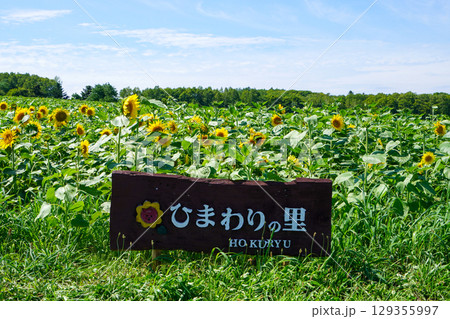 北竜ひまわりの里 129355997