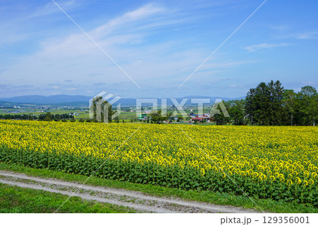 北竜ひまわりの里 129356001