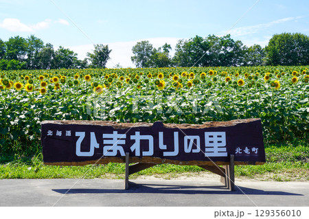 北竜ひまわりの里 129356010