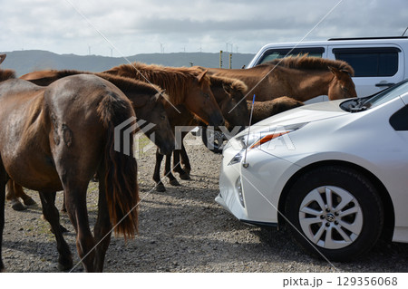 車を取り囲む野生の馬（宮崎県都井岬の御崎馬） 129356068