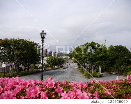 函館の港が見える高台、公園のツツジ 129356069