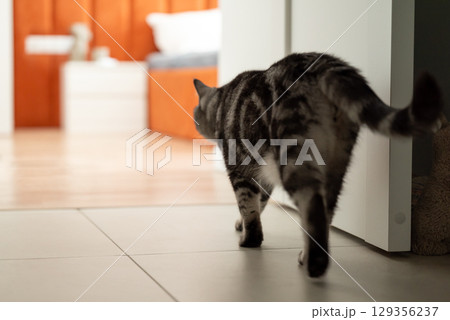 Domestic male cat entering the room. Cat walking on the flat entering bedroom of the owner, back shot 129356237